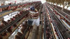 Pekerja mengumpulkan telur dari peternakan ayam di kawasan Depok, Jawa Barat, Senin (23/7). Tingginya harga telur ayam di pasaran karena tingginya permintaan saat lebaran lalu yang berimbas belum stabilnya produksi telur. (Liputan6.com/Immanuel Antonius)