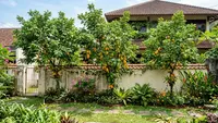 6 Pohon Buah Tinggi yang Aman Ditanam di Samping Rumah Tanpa Merusak Struktur Bangunan