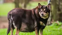Diet Ketat, Anjing Tergemuk Berhasil Turunkan Berat Badan