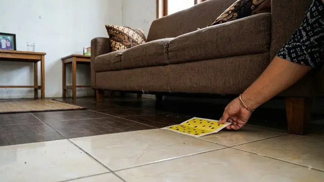 Cara Efektif Menghentikan Laba-laba Masuk Rumah