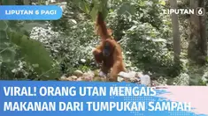 Viral rekaman video orang utan yang menggendong anaknya tengah mengais makanan di antara tumpukan sampah di wilayah Taman Nasional Gunung Leuser. Pihak Balai Besar Taman Nasional Gunung Leuser salahkan pihak penginapan yang dinilai lalai bersihkan tu...