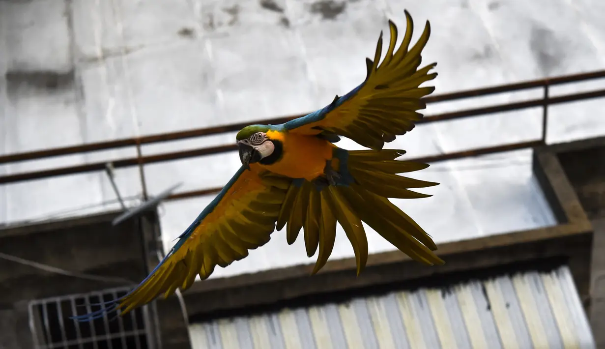 Burung macaw (sejenis beo)  terbang di atas gedung apartemen di Caracas pada 18 November 2018. Setiap sore, puluhan macaw liar berwarna-warni berduyun-duyun ke balkon dan teras tempat warga menaruh makanan untuk mereka. (YURI CORTEZ/AFP)