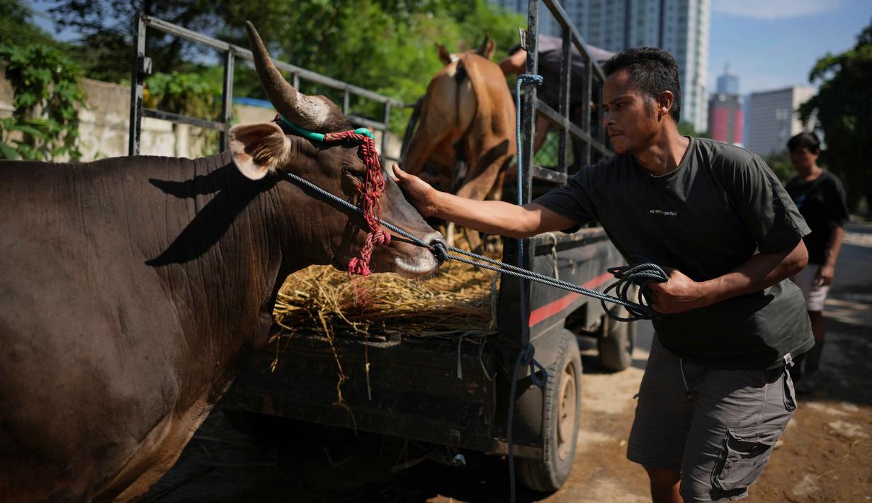 Seorang pekerja menenangkan seekor sapi sebelum mengangkutnya ke pelanggan menjelang Hari Raya Idul Adha 1447 Hijriah di Jakarta, Selasa 26 Mei 2026. (AP Photo/Dita Alangkara)