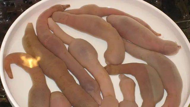 Ikan Penis