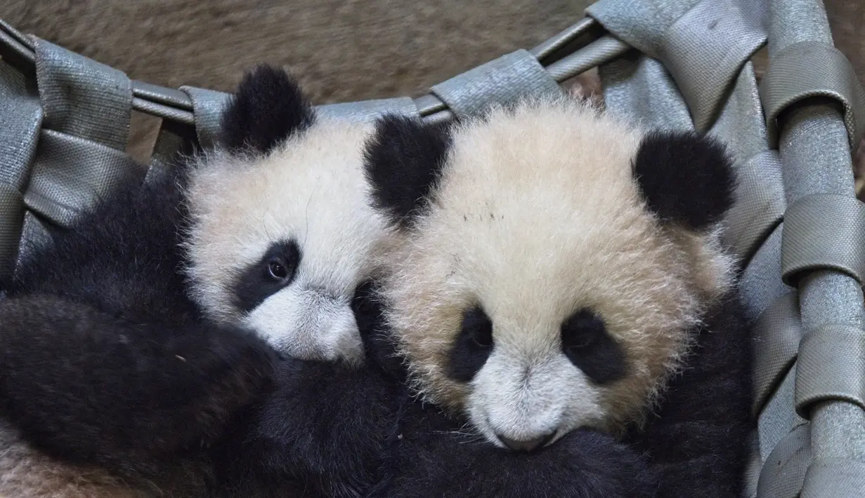 Anak panda kembar Yuandudu (kiri) dan Huanlili (kanan) yang lahir pada 1 Agustus 2021 terlihat di kandang internal mereka di taman zoologi Beauval di Saint-Aignan, Prancis tengah (14/3/2022). (AFP/Souvant Guillaume)
