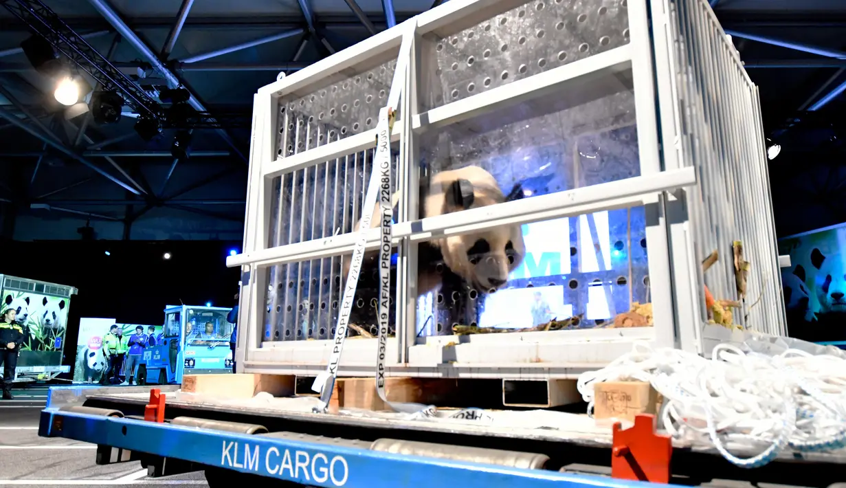 Salah satu panda raksasa dari Chengdu, China tiba di bandara Schiphol, Belanda, Rabu (12/4). Dua panda, betina dan jantan, itu merupakan pasangan yang pertama untuk pemuliaan di negeri Belanda dalam di tiga dekade terakhir ini. (AP Photo/Patrick Post)