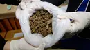 Para pejabat Thailand memperlihatkan beberapa ganja sebelum konferensi pers di Bangkok, Selasa (25/9). Kepolisian Thailand menyerahkan sekitar 100 kilogram ganja yang disita untuk penelitian medis. (AP/Sakchai Lalit)