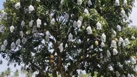 7 Pohon Buah yang Sering Tidak Berbuah, Ini Cara Merangsangnya