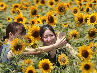 Pengunjung berswafoto di lautan bunga matahari yang bermekaran penuh di taman Yokosuka dekat Tokyo, Senin (17/8/2020). Bunga ini adalah bunga yang dikenal masyarakat Jepang sebagai bunga musim panas. (AP Photo/Koji Sasahara)