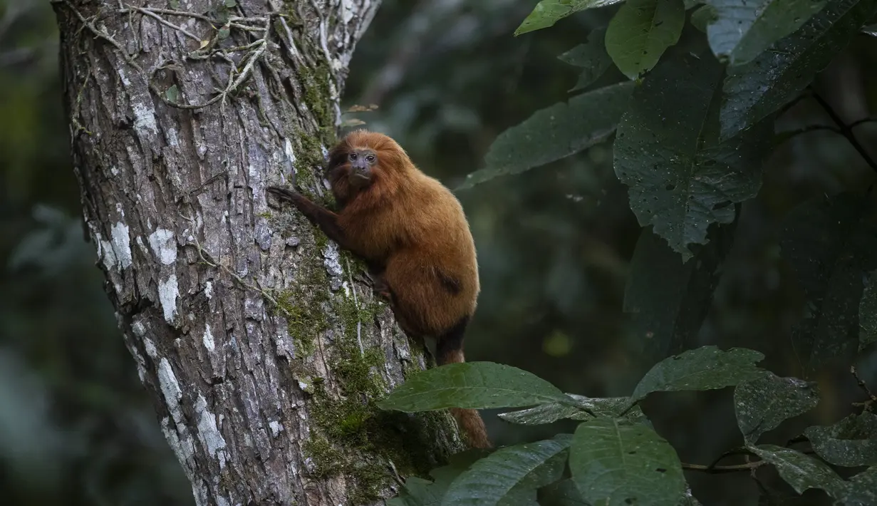 Sekelompok tamarin singa emas terlihat di pohon selama tur observasi di properti mitra pribadi taman ekologi golden lion tamarin, di kawasan Hutan Atlantik Silva Jardim, negara bagian Rio de Janeiro, Brasil, Kamis (16/6/2022). Taman ini merupakan bagian dari upaya asosiasi tamarin singa emas untuk konservasi spesies yang terancam punah. (AP Photo/Bruna Prado)