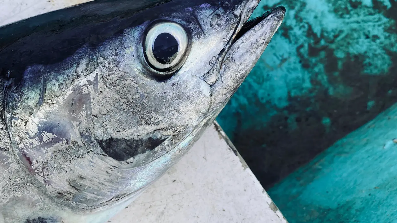 Ilustrasi ikan cakalang.