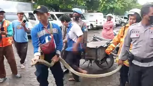 Geger King Kobra Keluar Dari Paket Ekspedisi di Cirebon