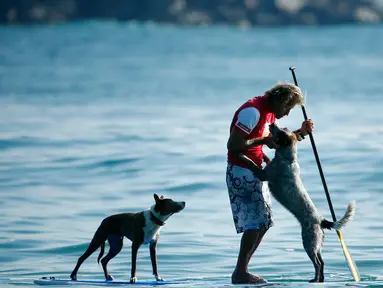 Pelatih anjing sekaligus mantan juara selancar, Chris de Aboitiz berselancar dengan kedua anjingnya di lepas pantai Palm, Sydney , (18/2). Hal ini dilakukan Chris untuk menjalin hubungan yang baik dengan peliharaannya. (REUTERS / Jason Reed)