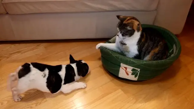 Seekor anak anjing dengan kesalnya berusaha membujuk seekor kucing yang dengan acuhnya menempati tempat tidur milik anak anjing tersebut.