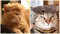 Iseng Injak Ekor Kucing, Gadis Kecil Terjungkal