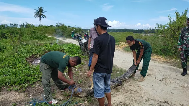 Buaya Bombana yang ditangkap warga di empang, dilepasliarkan BKSDA Sulawes Tenggara.(Foto BKSDA Sultra untuk Liputan6.com)