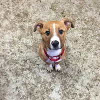 Bersiap Menjerit Gemas karena Para Anjing yang Ceriakan Siangmu