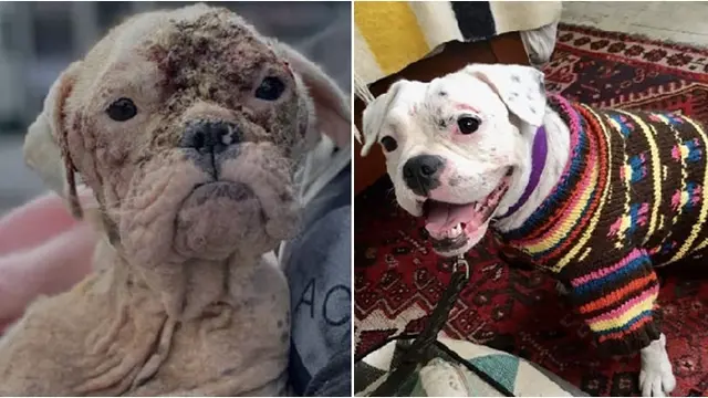 Potret Haru 6 Anjing Sebelum dan Sesudah Diadopsi, Kondisi Jadi Lebih Baik