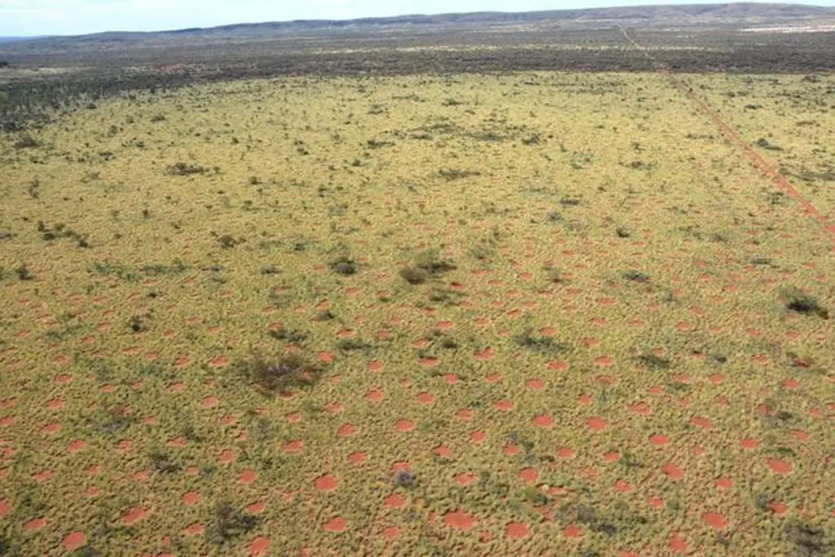 Setelah Namibia, Fairy Circle Kembali Muncul di Australia
