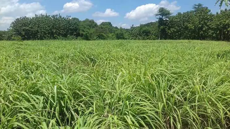 Serai Wangi Pengisi Pundi-Pundi Petani