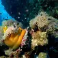 Ilustrasi keindahan bawah laut. (dok. Kracmar/Pixabay/Tri Ayu Lutfiani)