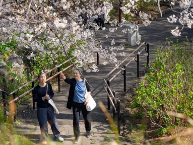 Orang-orang memandang pohon sakura di sebuah taman di Tokyo pada Senin 30 Maret 2026. Akhir Maret hingga awal April, bunga Sakura di taman-taman Tokyo bermekaran. (Yuichi YAMAZAKI/AFP)