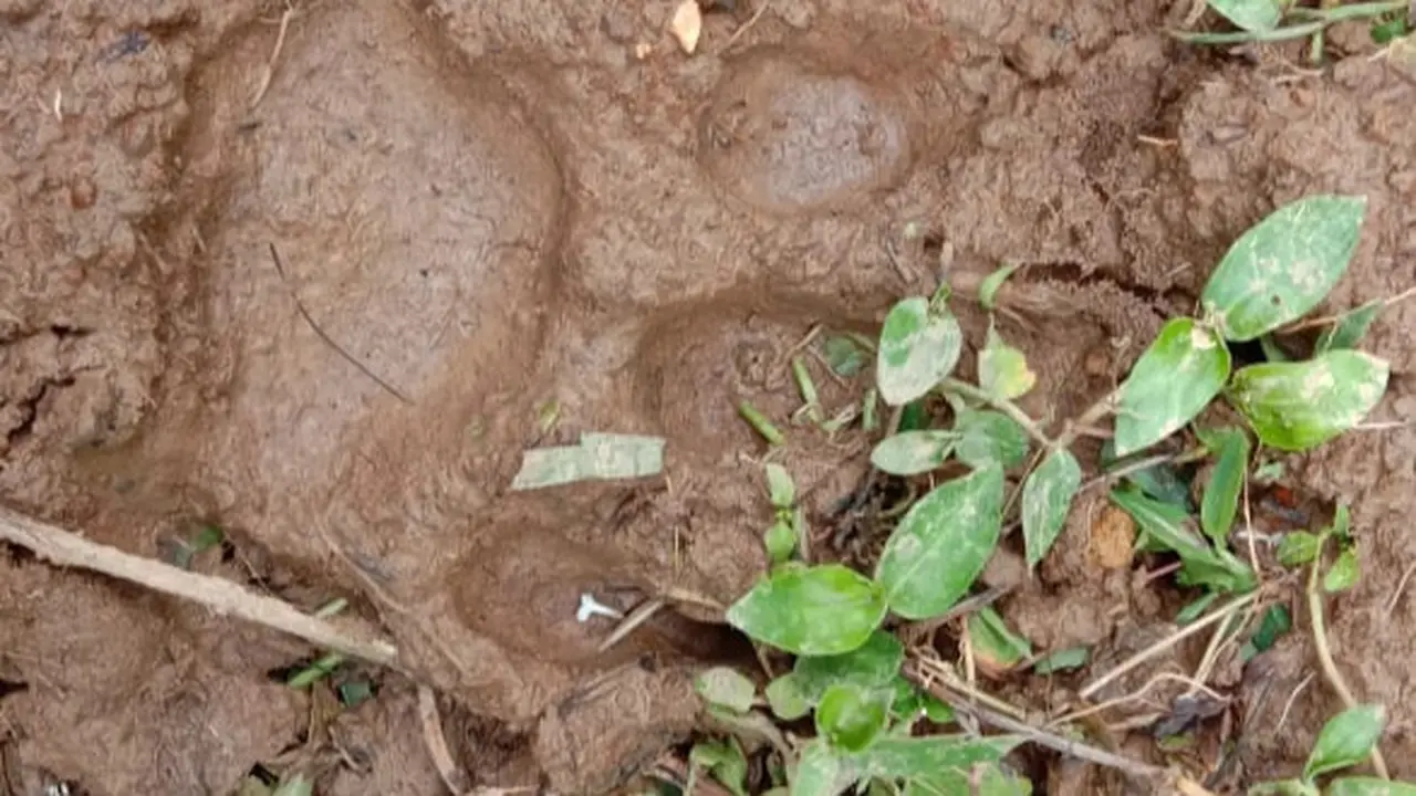 Dua ekor kerbau milik warga di Nagari Sungai Pua Kabupaten agam, Sumatera Barat diserang oleh satwa liar yang diduga harimau.