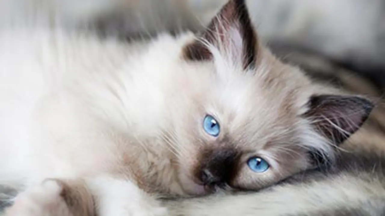 10 Kucing Tercantik di Penjuru Dunia