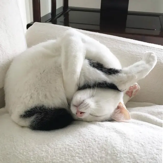 kucing tidur