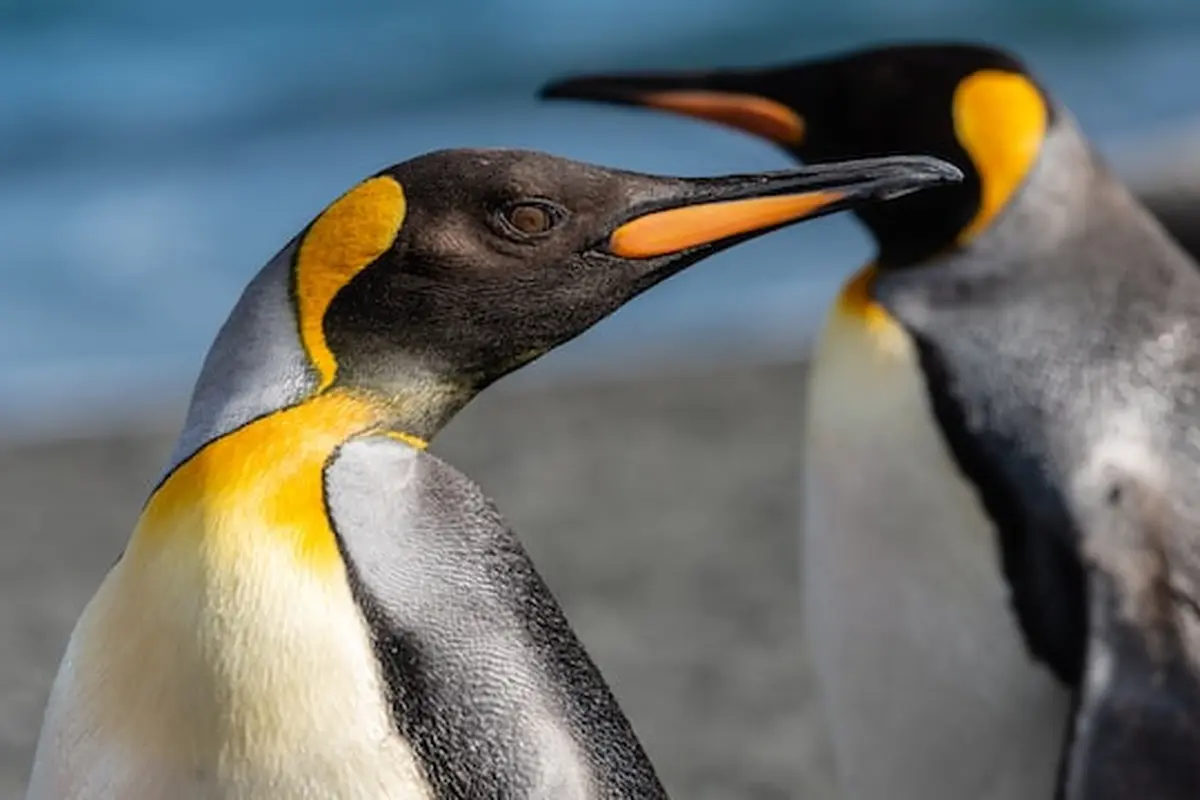 Ilustrasi Penguin Kaisar