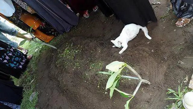 Kucing di Kuburan Majikan