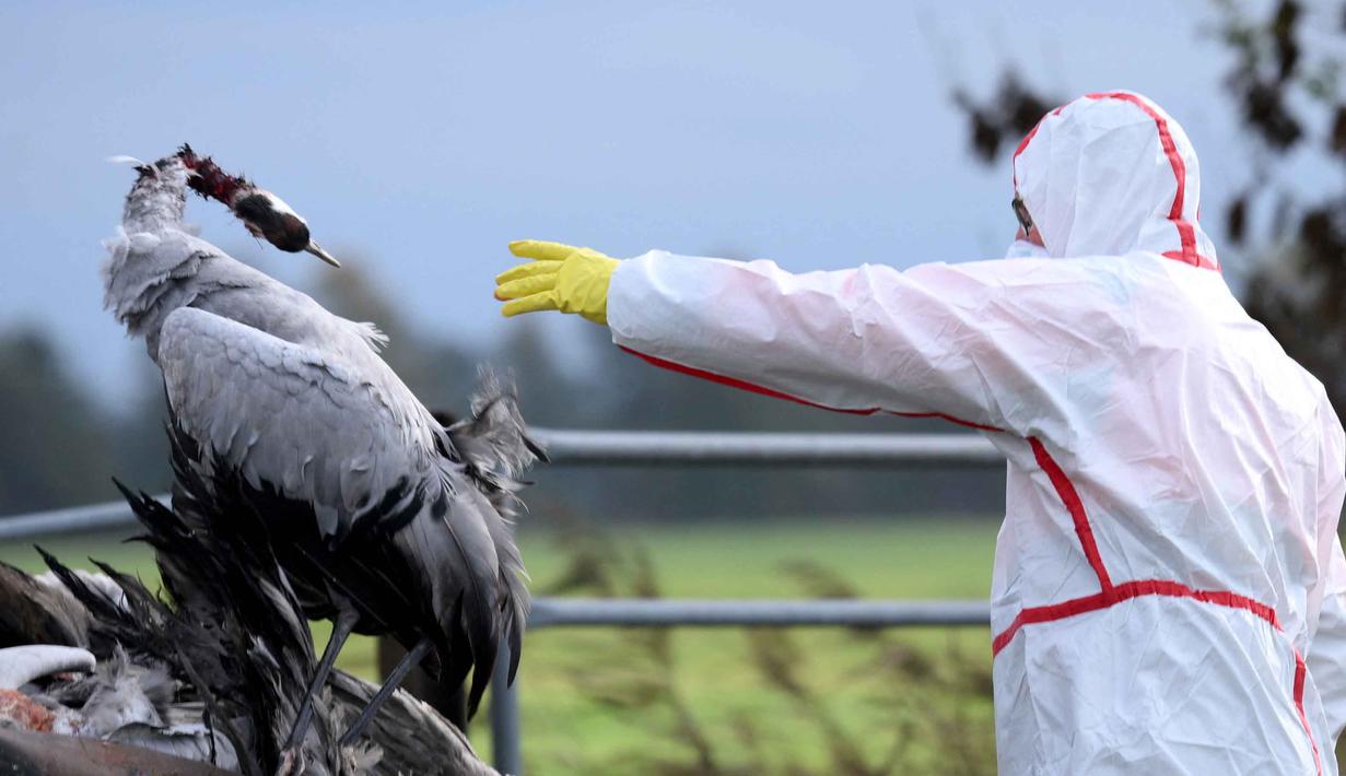 Seorang relawan melemparkan bangkai burung bangau yang diduga mati karena flu burung ke sebuah ladang dekat Linum, Jerman, pada 24 Oktober 2025. (RALF HIRSCHBERGER/AFP)