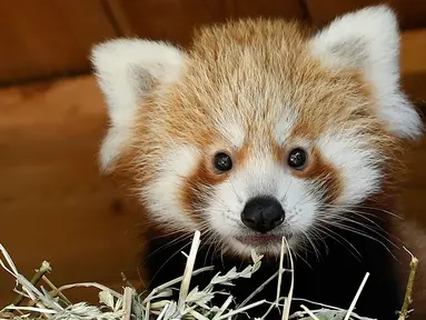 Bayi panda merah berada di kandangnya di Kebun Binatang Biotropica di Val-de-Reuil, Prancis, (28/8). Bayi panda merah ini lahir pada 16 Juni 2018 di Prancis. (AFP Photo/Charly Triballeau)