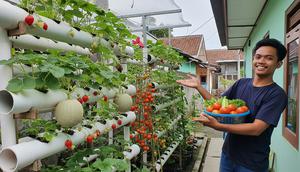 Cara Menanam Pohon Buah Hidroponik dengan Pipa PVC yang Mudah Buat Pemula dan Bisa Untung/ Ilustrasi gambar oleh AI