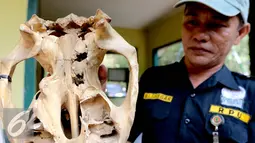 Petugas Rhino Protection Unit (RPU) menunjukkan barang bukti tengkorak badak yang ditembak pemburu di Taman Nasional Way Kambas, Lampung (6/11). Data ProFauna terdapat 78 kasus penegakan hukum satwa liar selama tahun 2014. (Liputan6.com/Fery Pradolo)