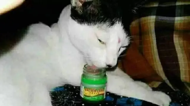 10 Potret Nyeleneh Saat Beri Makan Hewan Ini Bikin Tepuk Jidat