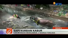 Seekor sapi jantan yang sedianya akan dijadikan hewan kurban saat Idul Adha mengamuk di Jalan Karanglo Raya, Pedurungan, Semarang, Jateng.