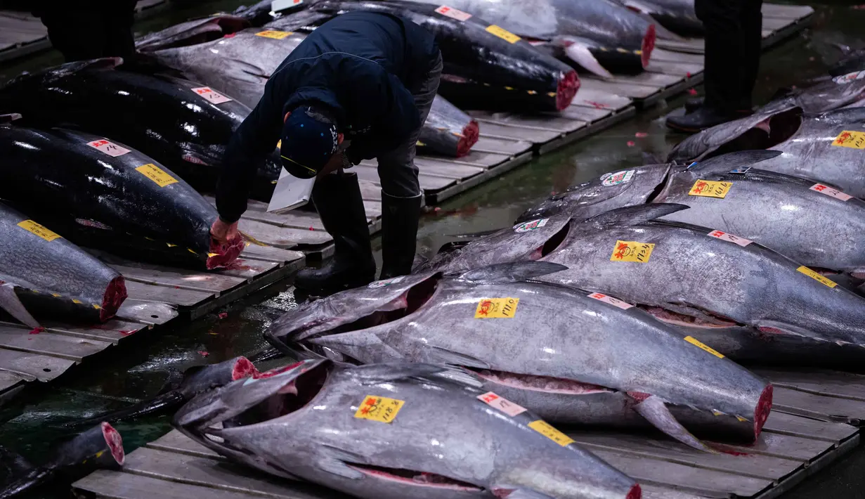 Pasar Toyosu mengambil alih peran legendaris Pasar Tsukiji sebagai lokasi lelang utama sejak ditutup pada tahun 2018. Tampak dalam foto, para pedagang grosir memeriksa ikan tuna sirip biru pada lelang tahunan “Tahun Baru” di pasar ikan Toyosu di Tokyo, Senin, 5 Januari 2026. (AP Photo/Louise Delmotte)