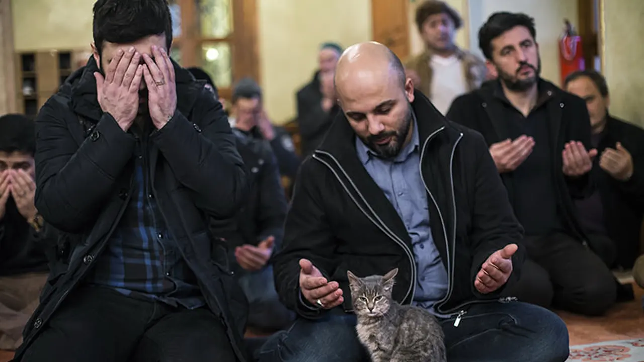 [Bintang] Kucing di Masjid Aziz Mahmud Hüdayi 