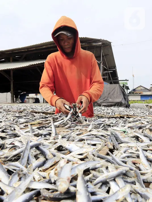 Pekerja menjemur ikan asin di Jakarta, Minggu (6/2/2022). Pengusaha ikan asin di daerah tersebut mengaku mengurangi produksinya karena permintaan pasar sedang turun dan terkendala proses pengeringan akibat curah hujan. (Liputan6.com/Angga Yuniar)