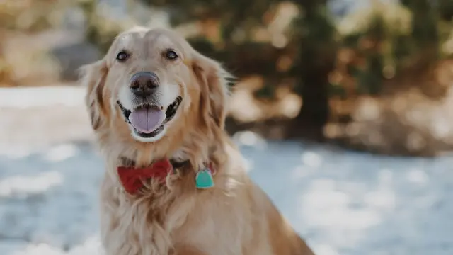 Golden Retriever