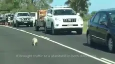 Seekor  Koala menyebabkan kemacetan parah ketika melintas di jalan raya di Queensland Australia, Koala  itu melenggang bebas di jalan karena semua mobil berhenti takut menabrak Koala tersebut.