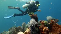 Beginilah keindahan bawah laut di pesisir Kabupaten Kutai Kartanegara yang sempat rusak akibat bom ikan. (foto: istimewa)
