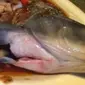 Seekor ikan masih bisa menggoyangkan siripnya meski sudah direbus dan disiram saus. What the?