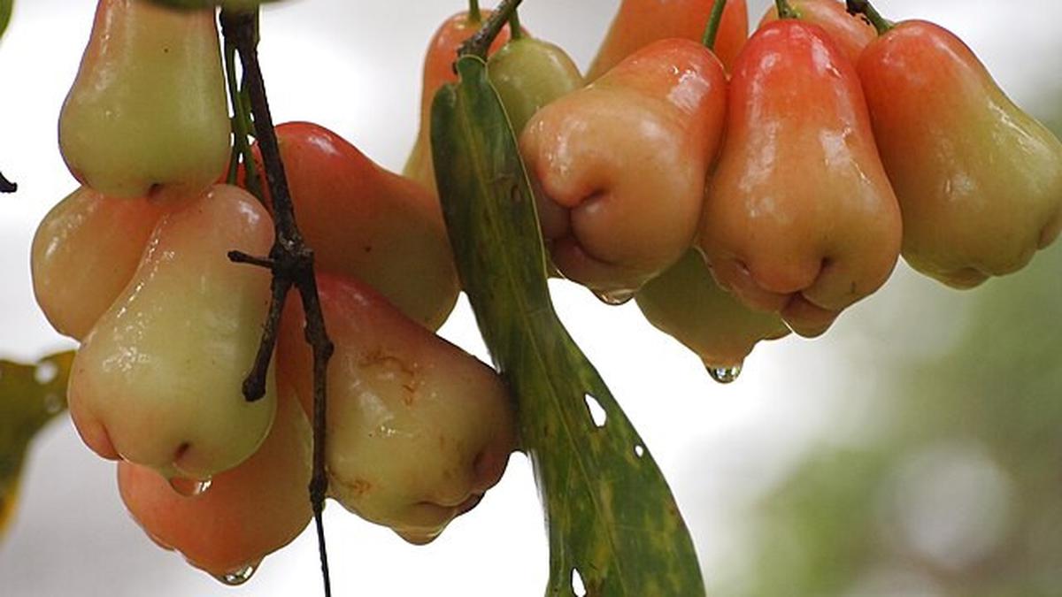 Cara Menanam Jambu Air di Ember Bekas, Solusi Berkebun Praktis