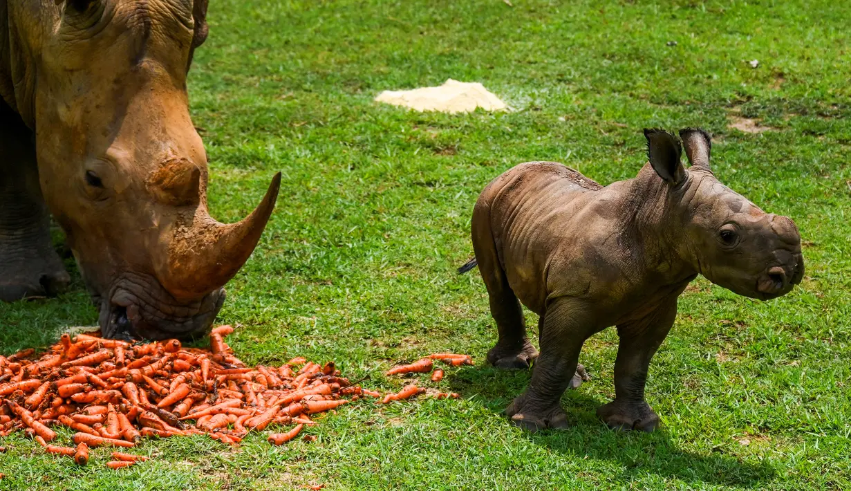 Seekor anak badak putih berjalan-jalan dengan induknya di Padang Rumput Afrika, di Kebun Binatang Nasional Kuba di Havana, pada 23 Juni 2022. Badak putih adalah spesies yang sangat terancam oleh perburuan liar di Afrika. (YAMIL LAGE / AFP)