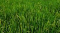 Sejumlah tanaman padi di beberapa area tanam warga di Garut, Jawa Barat, mulai menguning menjelang panen. (Liputan6.com/Jayadi Supriadin)