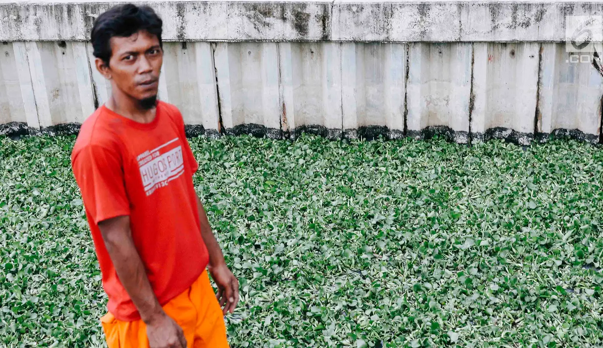 Petugas beraktivitas di sekitar lokasi uji coba tanaman eceng gondok di Kali Inlet 3, Tanjung Priok, Jakarta, Selasa (4/12). Eceng gondok mulai ditanam Pemprov DKI sebagai salah satu strategi menjernihkan sungai di Jakut. (Liputan6.com/Immanuel Antonius)