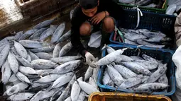 Aktivitas bongkar muat ikan di Pelabuhan Muara Baru, Jakarta, Selasa (22/9/2015). Nelayan mengeluh mahalnya BBM dan Peraturan Menteri No. 2/2015 tentang larangan penggunaan pukat hela dan pukat tarik membuat nelayan merugi. (Liputan6.com/Angga Yuniar) 