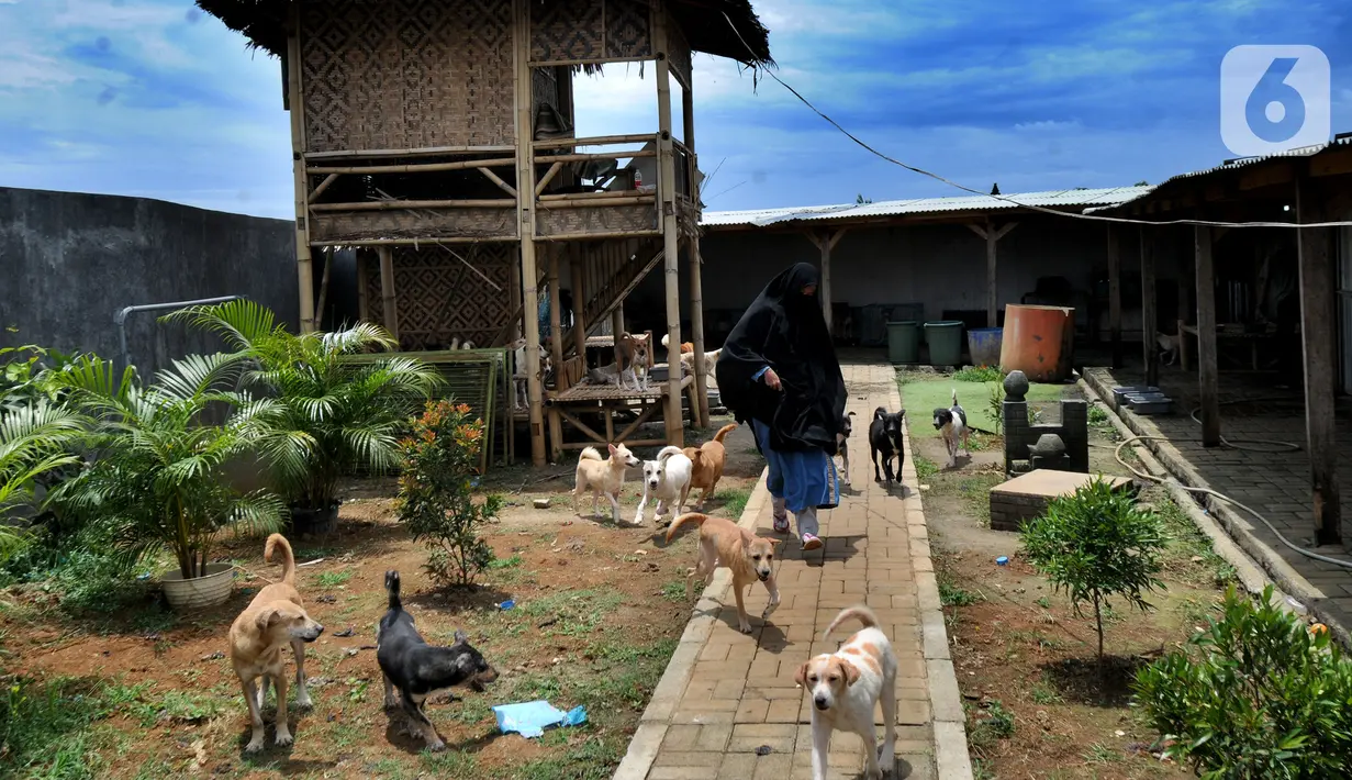 Pecinta hewan Hesti Sutrisno menyapa anjing-anjing liar peliharaannya di rumah penampungan sementara Green House, Tenjolaya, Bogor, Jawa Barat, Minggu (14/3/2021). Hesti menampung anjing-anjing liar yang telantar dan ditemuinya di jalan. (merdeka.com/Arie Basuki)